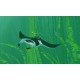 ABZU EU XBOX One CD Key