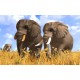 Wildlife Park 3 Steam CD Key