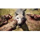 Far Cry Primal Apex Edition PC Epic Games Account