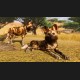 Planet Zoo NA PC Steam CD Key