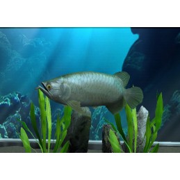 Megaquarium PC Steam Altergift