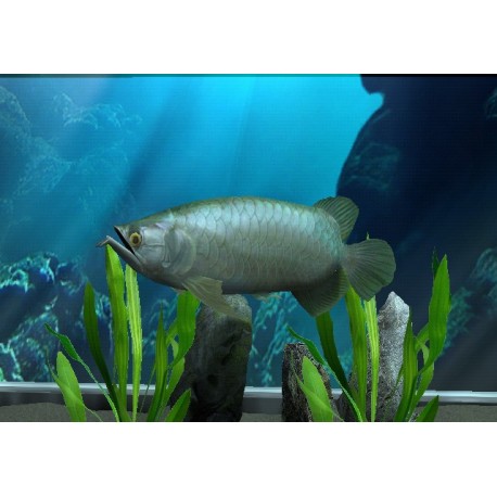 Megaquarium Steam Altergift