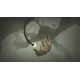 Outer Wilds PC Steam Altergift