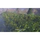 Ancient Cities EU PC Steam Altergift