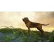 theHunter: Call of the Wild - Bloodhound DLC EU PC Steam Altergift