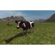 Farming Simulator 2011 PC Steam CD Key