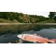 Ultimate Fishing Simulator Gold Edition PC Steam CD Key