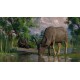 Planet Zoo - Wetlands Animal Pack DLC EU PC Steam Altergift