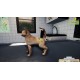 Animal Shelter - Puppies & Kittens DLC EN Language Only PC Steam CD Key