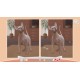 Cute Cats PC Steam CD Key