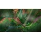 TERRACOTTA EU Nintendo Switch CD Key