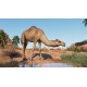 Planet Zoo - Arid Animal Pack DLC PC Steam CD Key