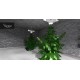 iGrow Game Steam Gift