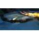Wasteland Angel Steam Gift