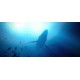 Under The Waves PC Steam CD Key