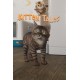 Kitten Tales Steam CD Key