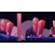 Super Sean 008: Xelar's Revenge Steam CD Key