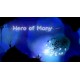 Hero of Many Steam CD Key