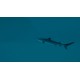 Ultimate Fishing Simulator 2 EU PC Steam CD Key