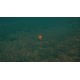 Ultimate Fishing Simulator - Florida DLC Steam CD Key