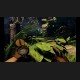 Deadfall Adventures Steam Gift