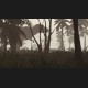 Carnivores: Dinosaur Hunter Reborn PC Steam CD Key
