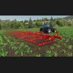 Farming Simulator 19 - Bourgault DLC PC Steam CD Key