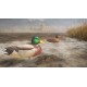 theHunter: Call of the Wild - Duck and Cover Pack DLC PC Steam CD Key
