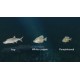 Ultimate Fishing Simulator - New Fish Species DLC PC Steam CD Key