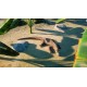 Planet Zoo - Deluxe Upgrade Pack DLC Steam CD Key