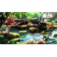 Violett Remastered AR XBOX One CD Key