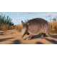 Planet Zoo - Grasslands Animal Pack DLC EU Steam CD Key