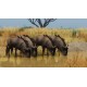 Planet Zoo - Grasslands Animal Pack DLC EU PC Steam Altergift