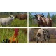 Farming Simulator 17 Platinum Edition SEA Steam CD Key