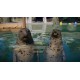 Planet Zoo - Aquatic Pack DLC EU PC Steam CD Key