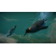 Planet Zoo - Aquatic Pack DLC EU PC Steam CD Key