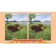 Cute Capybaras Steam CD Key