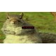Squirrel Stapler Steam CD Key
