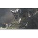 The Last Guardian PS4/PS5 Account
