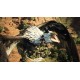 Dragon's Dogma 2 LATAM PC Steam CD Key