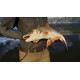 Call of the Wild: The Angler - South Africa Reserve DLC PC Steam CD Key