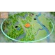 Potato Arena Steam CD Key