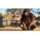 Planet Zoo: Premium Edition 2024 Steam CD Key