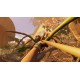 Grounded Nintendo Switch Access
