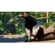 Planet Zoo - South America Pack DLC EU PC Steam CD Key