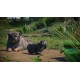 Planet Zoo - Zookeepers Animal Pack DLC PC Steam CD Key
