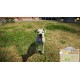 Animal Shelter Simulator EU XBOX One / Xbox Series X|S CD Key
