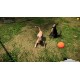 Animal Shelter Simulator EU XBOX One / Xbox Series X|S CD Key