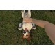 Pets Hotel NA PS5 CD Key