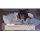 My Confounding Cat is Criminally Cute! PC Steam CD Key
